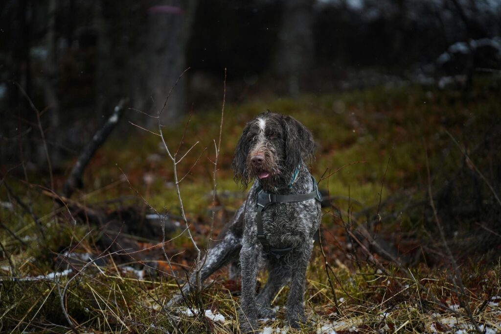 flaater-flaatbid-hund